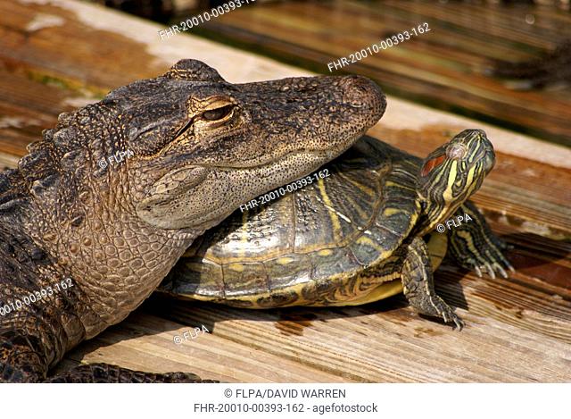 American Alligator (Alligator mississipiensis) juvenile, close-up of head, resting on Red-eared Turtle (Trachemys scripta elegans) adult, Florida, U.S