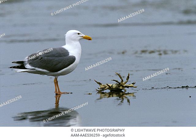 Western Gull with Dungeness Crab (Larus occidentalis) Ocean Shores, Washington