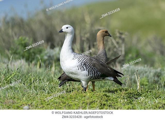 Male (white) and female Upland geese (Chloephaga picta) in Torres del Paine National Park in Patagonia, Chile