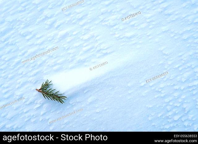 Winter background with copy space for text. Texture of frost on snow cover after blizzard. Fir tree branch with needles in snowdrift