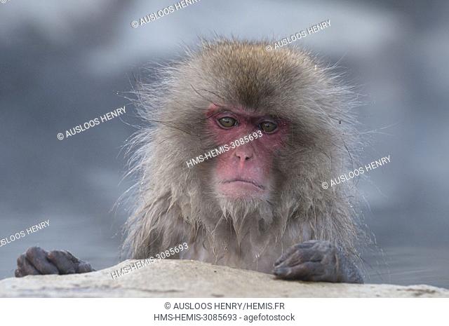 Japan, Japanese macaque or snow japanese monkey (Macaca fuscata), portrait