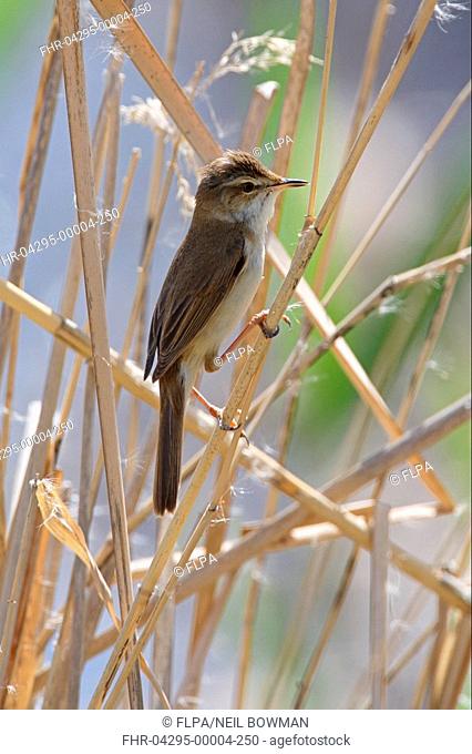 Paddyfield Warbler Acrocephalus agricola adult male, perched on reed stem, Armenia, may