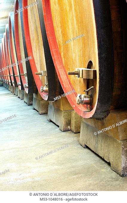 large size wooden aging barrells lined up in a large underground winery  dugenta  province of benevento  italy  europe