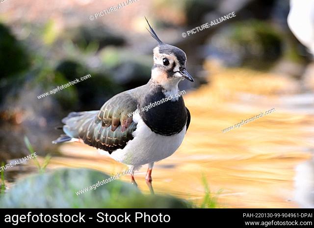 28 January 2022, Schleswig-Holstein, Bimöhlen: A lapwing (Vanellus vanellus) stands in a pond in its aviary at Eekholt Wildlife Park