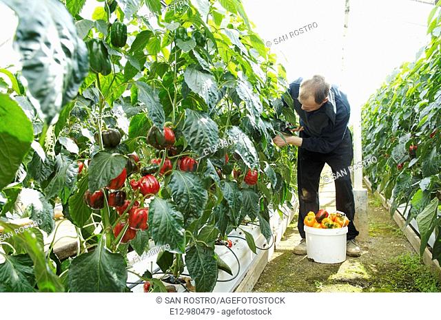 Iceland, Hveragerdi city greenhouses  growing pepperoni