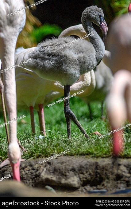 16 May 2022, Saxony-Anhalt, Magdeburg: A pink flamingo chick sits in the midst of adult birds. The colony of 56 birds had moved into the newly designed...