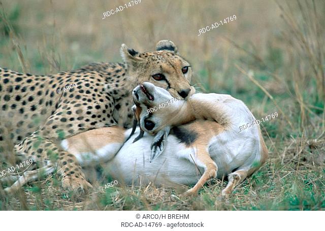 Cheetah with seized Thomson's Gazelle Serengeti national park Tanzania Acinonyx jubatus Gazella thomsoni