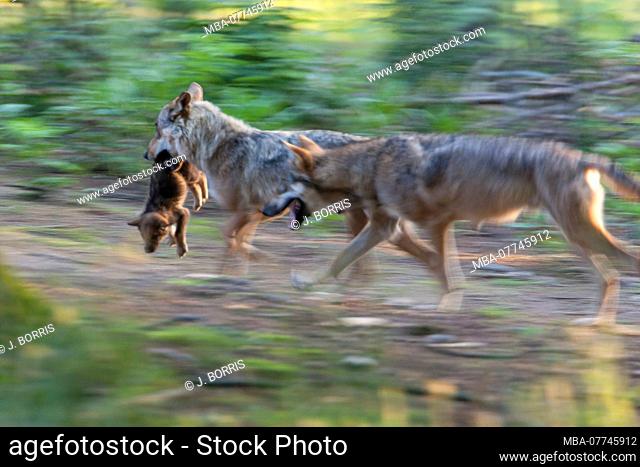 European wolves, Canis lupus