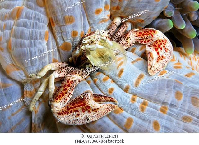 Porcelain crab Neopetrolisthes ohshimai in anemone, near Puerto Galera, Mindoro, Philippines, Pacific Ocean, underwater shot