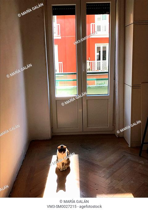 Cat sunbathing in an empty room