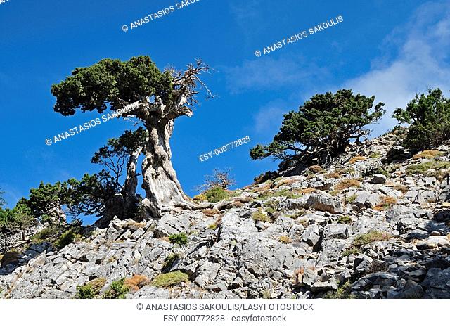 Mediterranean cypress Cupressus sempervirens horizontalis, Crete