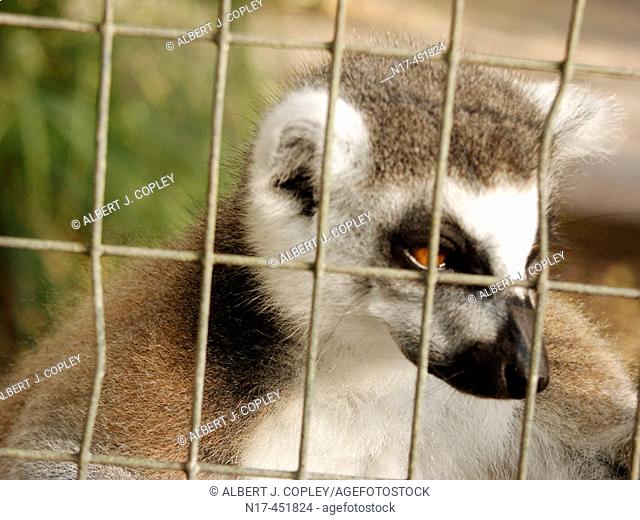 Florida Everglades, captive lemur