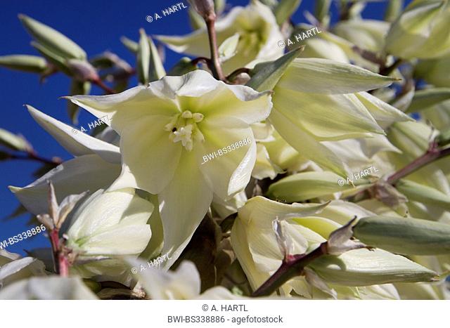 Soaptree, Soapweed, Palmella (Yucca elata), flowers, USA, Arizona, Phoenix