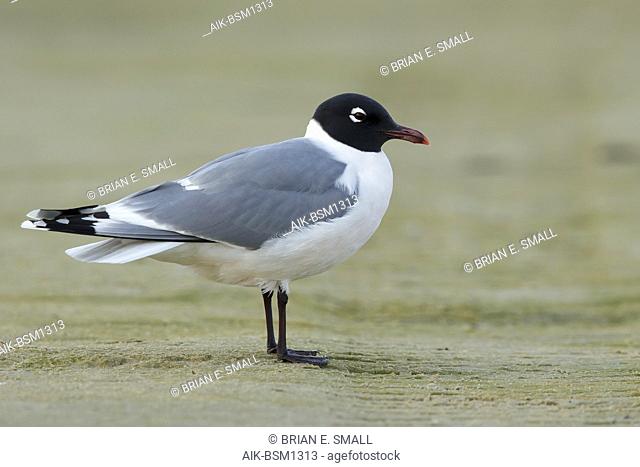 Adult Franklin's Gull (Leucophaeus pipixcan) in summer plumage resting on beach in Galveston County, Texas, in April 2016