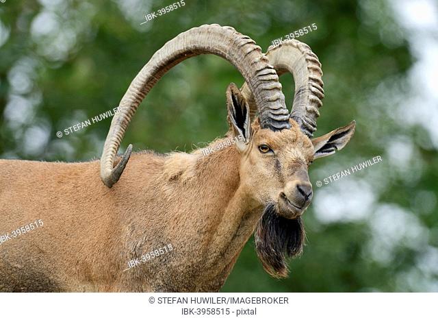 Nubian ibex (Capra nubiana), captive, Switzerland