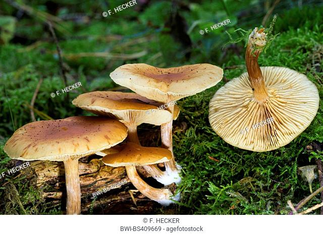 Common Rustgill mushroom (Gymnopilus penetrans), four fruiting bodies in moss on forest floor and one turned over, Germany