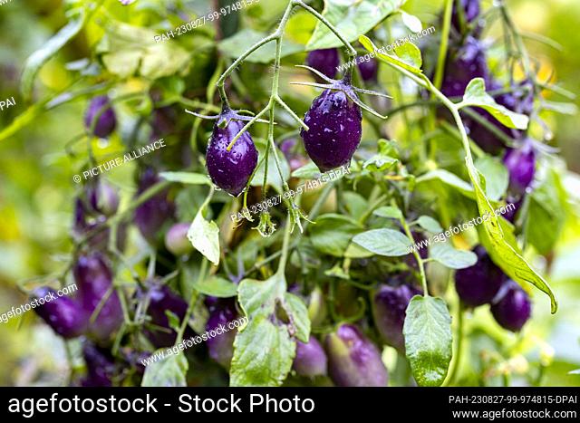 PRODUCTION - 16 August 2023, North Rhine-Westphalia, Hamm: Purple drop-shaped tomatoes grow in Birgit Arndt's tomato garden