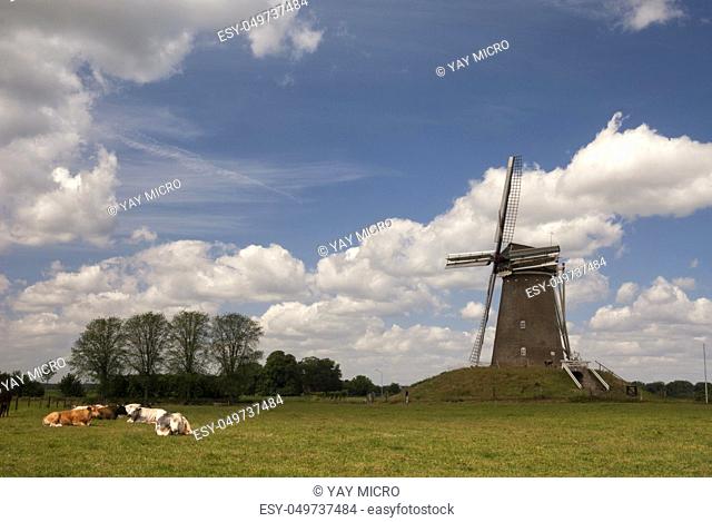 The Bronkhorster windmill near the town Bronkhorst in the Dutch province Gelderland wits some cows resting in the grass