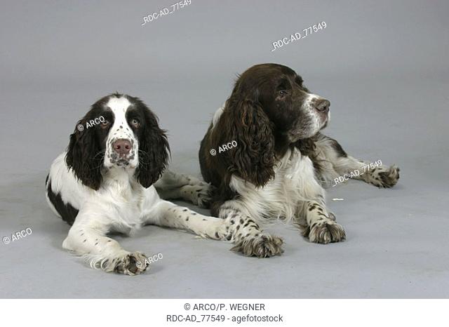 English Springer Spaniel with puppy