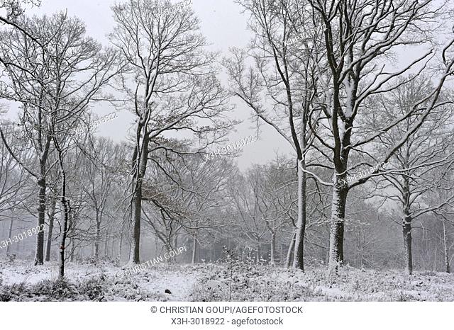 Forest of Rambouillet in the snow near Poigny-la-Foret, , Haute Vallee de Chevreuse Regional Natural Park, Yvelines department, Ile de France region, France