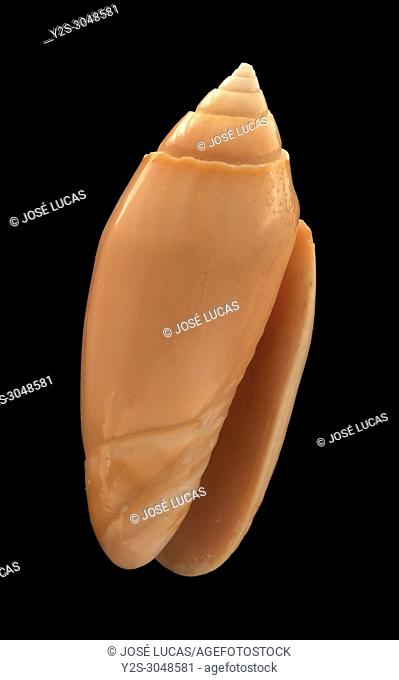 Seashell of Oliva annulata carnicolor, Malacology collection, Spain, Europe