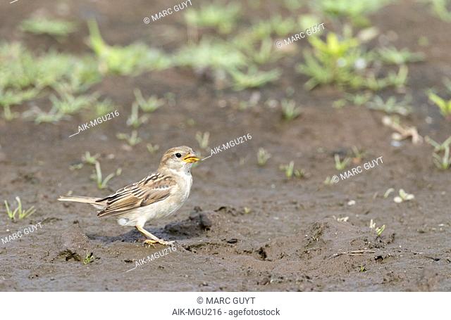 Juvenile House Sparrow (Passer domesticus) standing on wet muddy track on the archipelago Azores