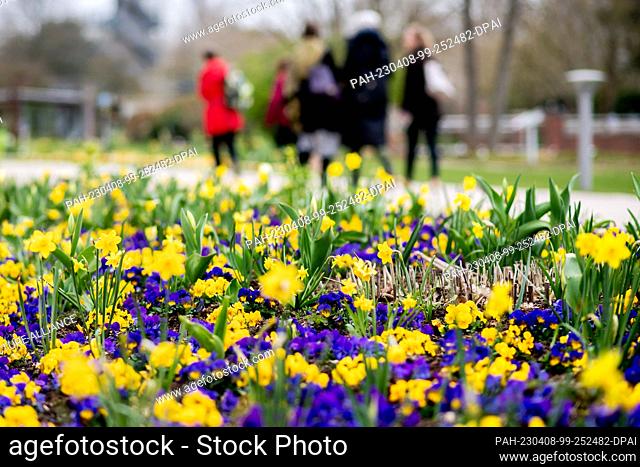 08 April 2023, Lower Saxony, Bad Zwischenahn: Numerous spring bloomers, including daffodils and horned violets, are in bloom in a bed in the Park der Gärten