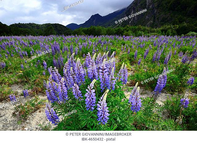 Purple flowering Lupins (Lupinus), near Bahia Murta, also Puerto Murta, Región de Aisén, Chile