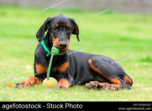 Happy black doberman puppy on green field playing with his toy
