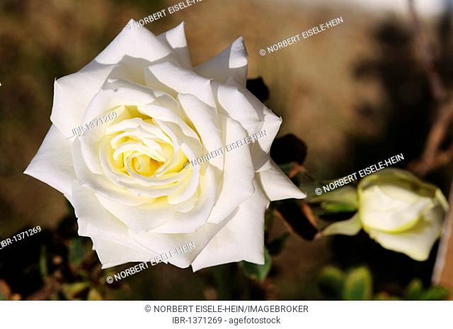 White rose, Naxos, Cyclades, Greece, Europe