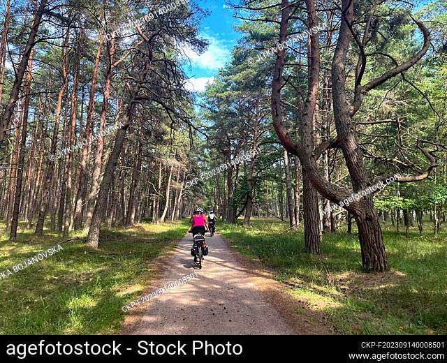 Forest in the Slowinski National Park, between the sea and Lake Lebsko. On the shores of the Baltic, the village of Leba