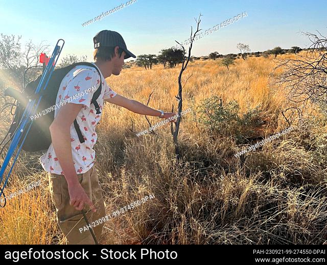 PRODUCTION - 27 July 2023, South Africa, Kuruman: Researcher Daniel Rossouw points to a female pangolin foraging for ants and termites in the tall veld grass of...