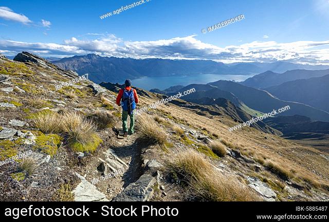 Hiker on the hiking trail to Ben Lomond, views of Lake Wakatipu, Southern Alps, Otago, South Island, New Zealand, Oceania