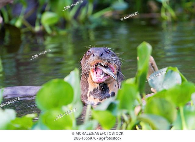 Brazil, Mato Grosso, Pantanal area, Giant Otter Pteronura brasiliensis