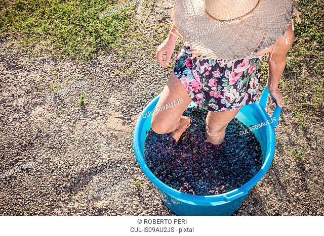 Woman stomping grapes in bucket, Quartucciu, Sardinia, Italy