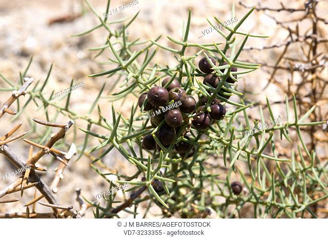 Esparraguera de monte (Asparagus horridus) is a thorny shrub native to western Mediterranean Basin. Fruits and thorns detail