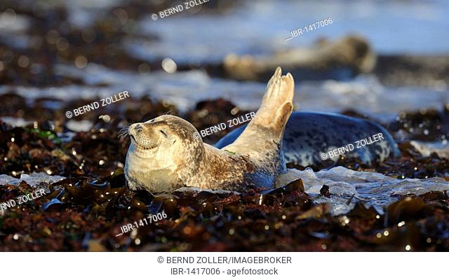 Seal (Phoca vitulina), young resting on washed up seaweed at high tide, North Sea, Duene, Heligoland, Schleswig Holstein, Germany, Europe