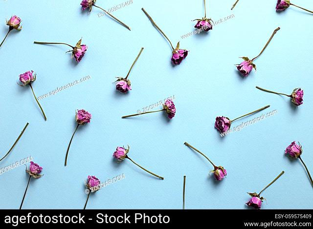 Purple dry rose flowers pattern on blue background. Floral composition, flat lay, top view