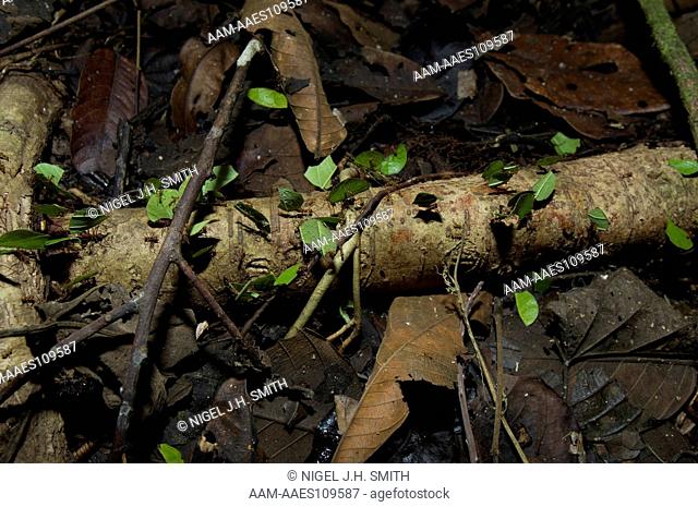 Leaf cutter ants (Atta sp.) carrying sections of leaves back to their nest. The nest is in a grove of yarina (Phytelephas macrocarpa) palms in forest