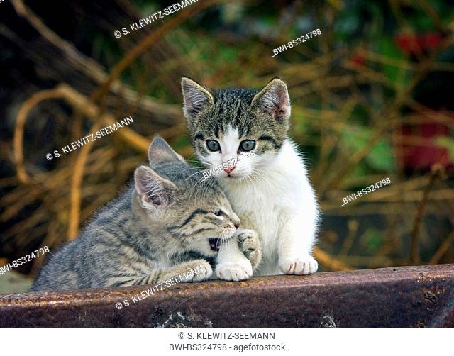 domestic cat, house cat (Felis silvestris f. catus), two kittens standing erect at a container watching, Germany