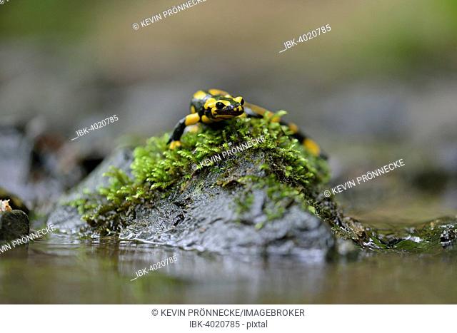 Barred Fire Salamander (Salamandra salamandra ssp. Terrestris) on a moss-covered stone in Stolberg, Saxony-Anhalt, Germany
