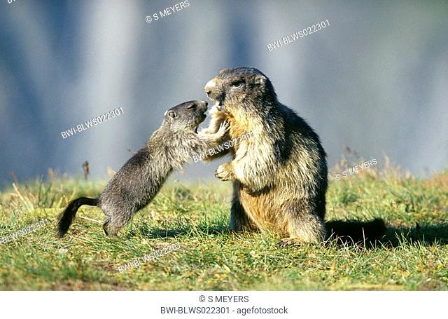 alpine marmot Marmota marmota, young playing with mother, Austria, NP Hohe Tauern, Jul 04