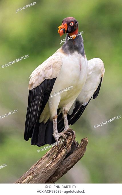 King Vulture (Sarcoramphus papa) perched on a branch in Costa Rica