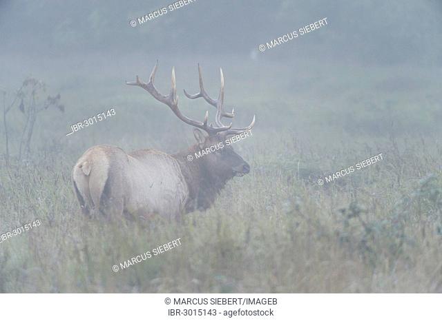 Roosevelt elk or Olympic elk (Cervus canadensis roosevelti), in the fog