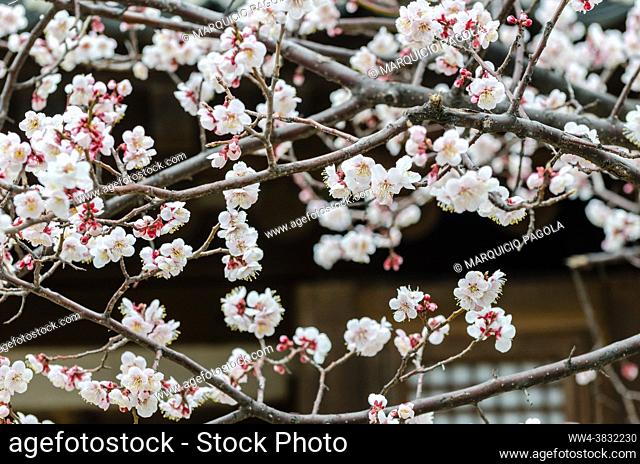 Cherry blossoms in a garden at Seoul, South Korea
