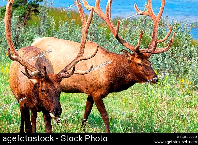 Portraits of two large bull elks by water