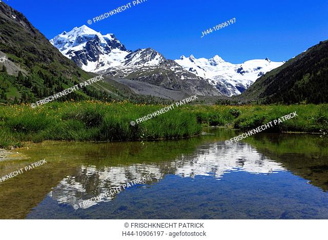 Alps, creek, brook, mountain, mountain panorama, mountain flowers, mountains, mountain flora, mountain spring, mountain panorama, mountain lake, Bernina, flower
