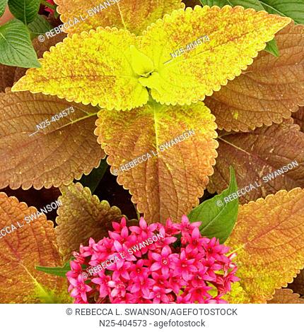 Coleus leaves and bouquet