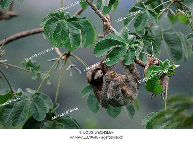 Three-toed Sloth (Bradypus variegatus) in Cecropia tree, Canopy Tower Lodge, Panama