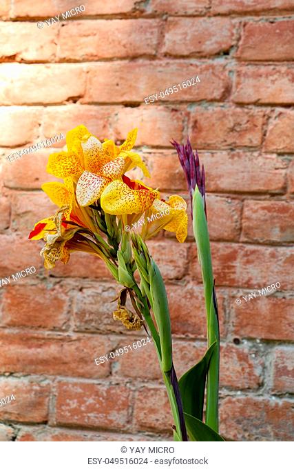 Beautiful fresh Iris flowers in nature background